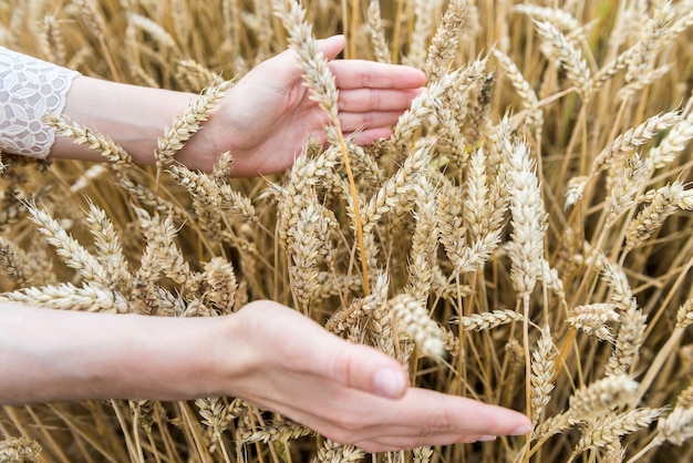 A mão de uma mulher toca em espigas de trigo no campo. Conceito de colheita