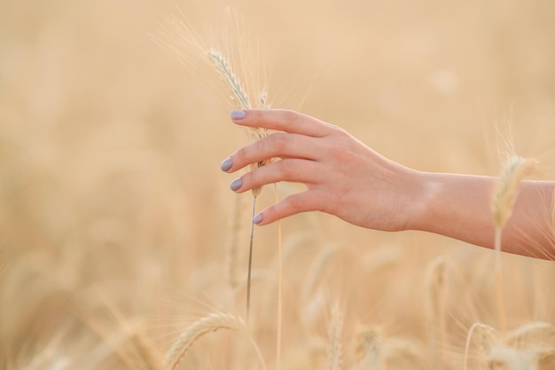 A mão de uma mulher toca o trigo amarelo maduro Verão na natureza