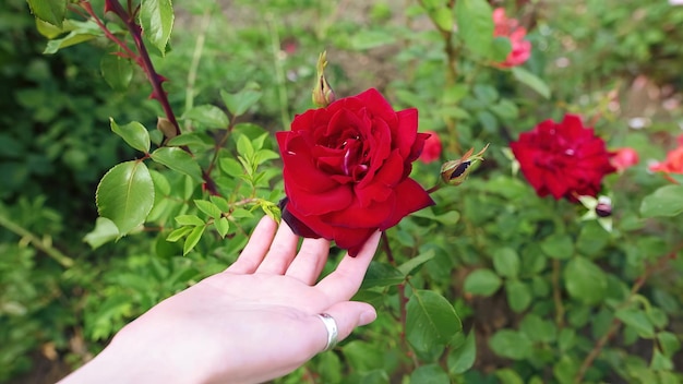 A mão de uma mulher toca suavemente uma rosa vermelha em um canteiro de flores