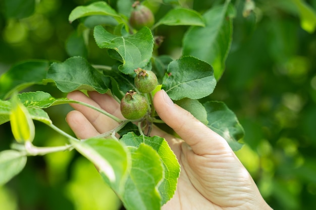 A mão de uma mulher toca uma linda maçã verde em um galho de árvore