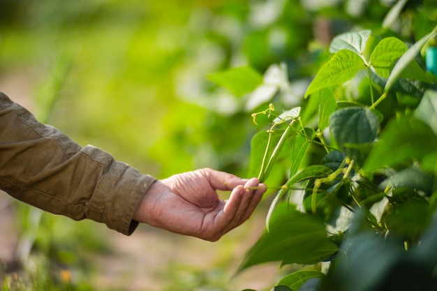 Foto a mão do agricultor toca as culturas agrícolas de perto cultivando legumes no jardim cuidados e manutenção da colheita produtos ecológicos