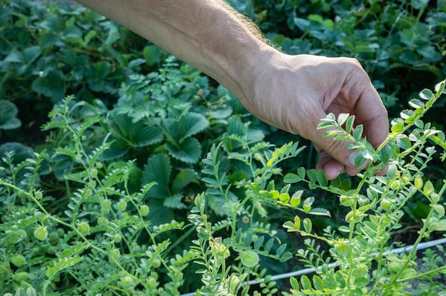 A mão do agricultor toca as culturas agrícolas de perto Cultivando legumes no jardim Cuidados e manutenção da colheita Produtos ecológicos