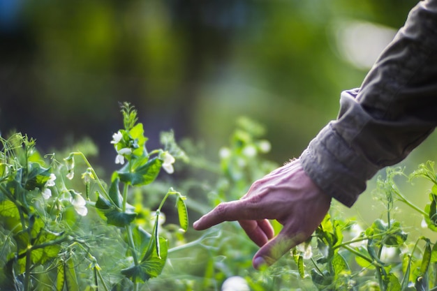 A mão do agricultor toca as culturas agrícolas de perto Cultivando legumes no jardim Cuidados e manutenção da colheita Produtos ecológicos