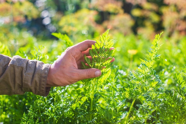 A mão do agricultor toca as culturas agrícolas de perto Cultivando legumes no jardim Cuidados e manutenção da colheita Produtos ecológicos