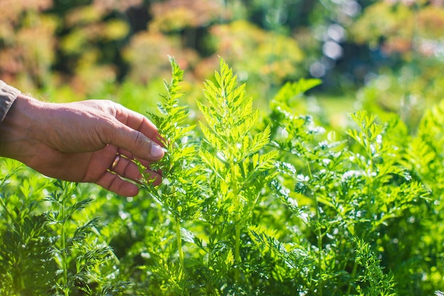 A mão do agricultor toca as culturas agrícolas de perto Cultivando legumes no jardim Cuidados e manutenção da colheita Produtos ecológicos