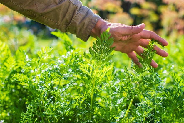 A mão do agricultor toca as culturas agrícolas de perto Cultivando legumes no jardim Cuidados e manutenção da colheita Produtos ecológicos