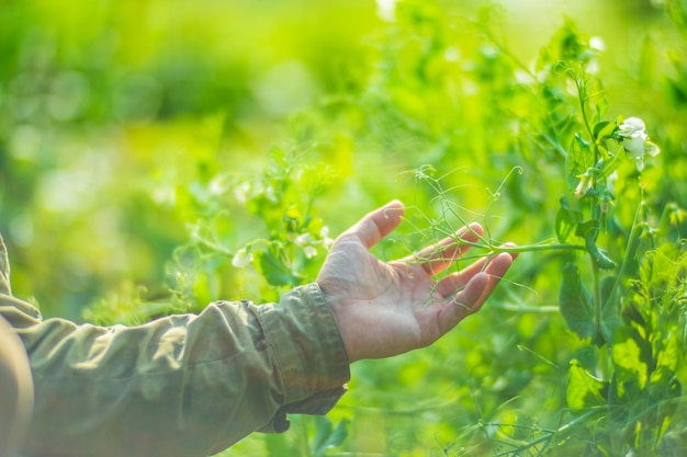 A mão do agricultor toca as culturas agrícolas de perto Cultivando legumes no jardim Cuidados e manutenção da colheita Produtos ecológicos