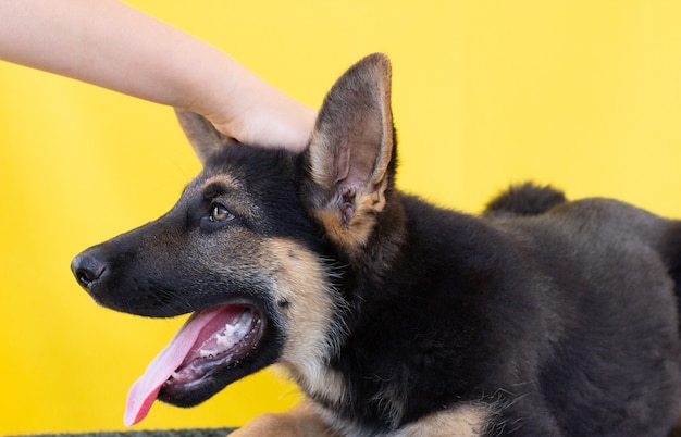 A mão do homem acaricia a cabeça de um cachorrinho pastor alemão