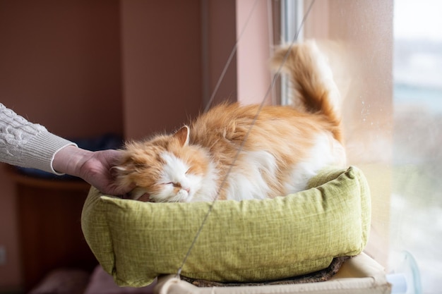 A mão do homem acariciando um gato doméstico fofo