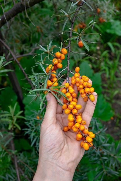 A mão do homem segura um galho com suculentas bagas de espinheiro-marinho laranja no jardim da fazenda. vitamina da baga como um produto médico natural