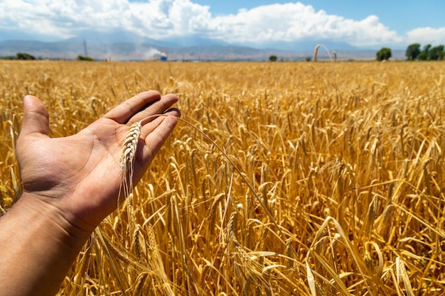 A mão do homem segurando a espiga de trigo no campo ensolarado