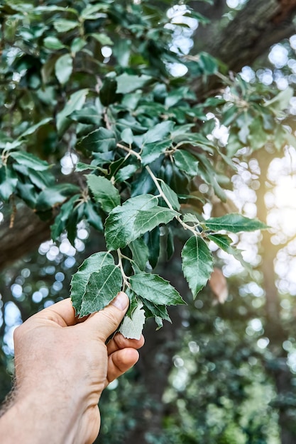 A mão do homem toca a folha exuberante de quercus ilex vista de perto Desfrutando da beleza da natureza durante a viagem