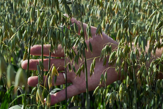 A mão do homem toca as orelhas de aveia, um campo verde em um dia ensolarado, agricultura