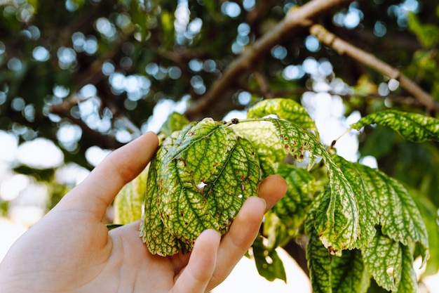 a mão do jardineiro mostra folhas de plantas doentes afetadas por pragas de insetos ou doenças fúngicas virais