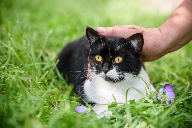 A mão do mestre acariciando o gato na grama verde