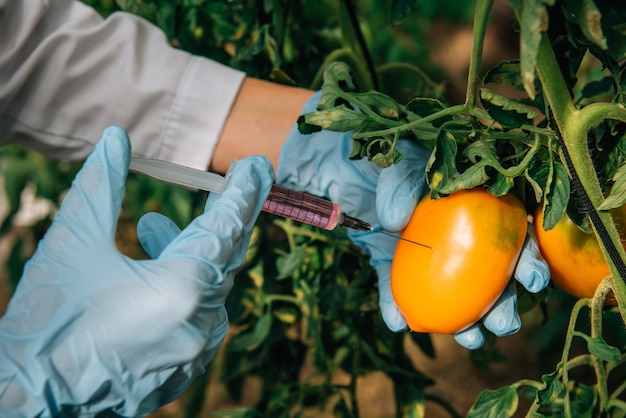 A mão enluvada do cientista enfia uma seringa com líquido em tomates pendurados em um galho, close-up