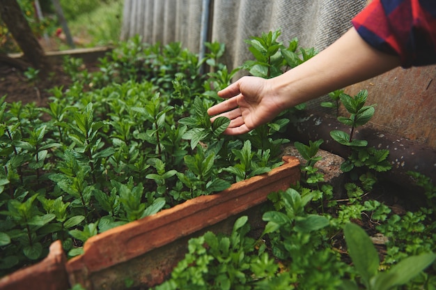 A mão feminina do jardineiro tocando as folhas de hortelã e hortelã-pimenta crescendo em um jardim rural a céu aberto