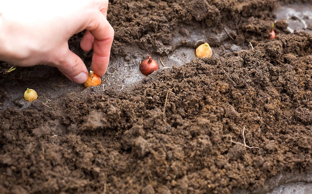 Foto a mão planta as lâmpadas no chão no jardim plantas de jardim de primavera trabalhando em um terreno