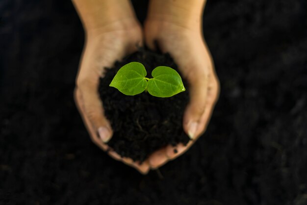 A mão que abraça as mudas no solo é plantada com nutrientes completos