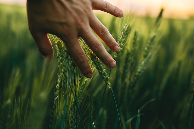 A mão que toca nos picos de trigo verde ao pôr do sol