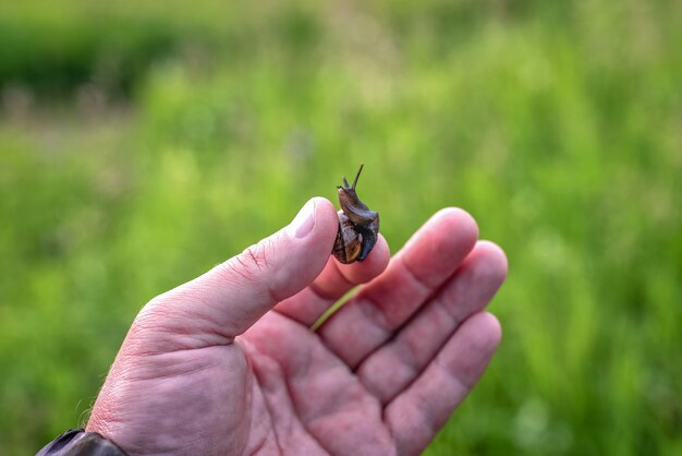 A mão segura o caracol na ponta dos dedos um jardim verde ao fundo luz natural