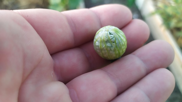 A mão segura uma cabeça de flor ou botão com sementes de cebola