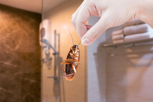 A mão segurando a barata com o fundo do banheiro do banheiro elimina a barata em casa Baratas como portadoras de doenças