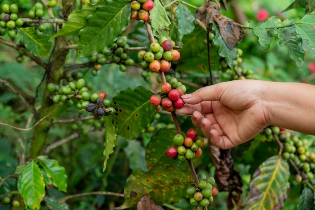 A mão segurando o café fresco na árvore de café