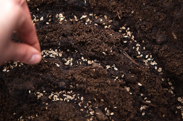 A mão semeia sementes no chão no jardim Plantação de primavera de um agricultor no chão Cultivando alimentos naturais