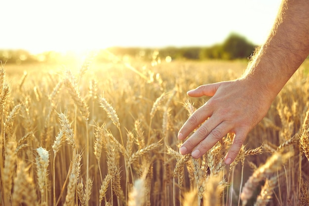 Foto a mão toca as orelhas do agricultor de trigo em um campo de trigo rico conceito de colheita orelhas maduras de ouro