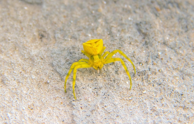 Foto a maravilhosa fotografia macro de thomisus onustus de uma aranha fascinante