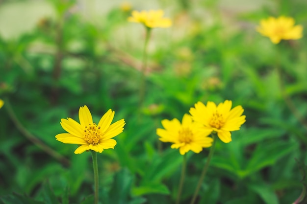 A margarida amarela bonita floresce, pouca estrela amarela.