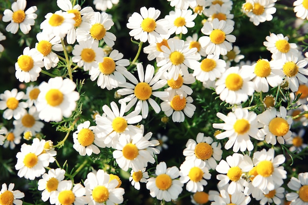 A margarida branca da mola floresce na natureza na luz solar.