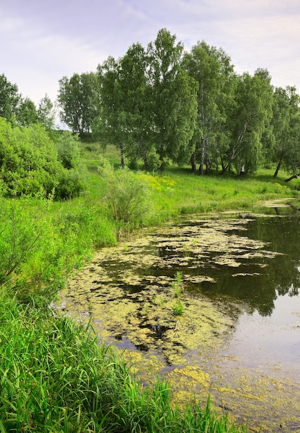 A margem de um lago da floresta Reflexos da grama espessa na água bétulas verdes