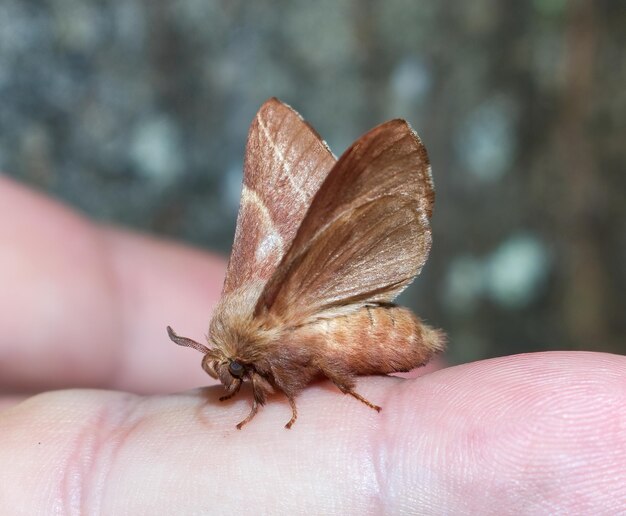 Foto a mariposa da tenda oriental malacosoma americanum no dedo vista lateral asas para cima pernas corpo e antenas mostrando cor avermelhada interação humana com vida selvagem inofensiva