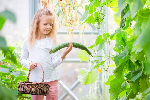 A menina adorável colhe pepinos e tomates na estufa. época de amadurecimento de vegetais em casas verdes.