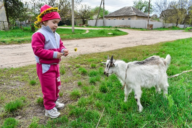 A menina alimenta uma cabra branca com dentes-de-leão amarelos no gramado no verão ensolarado