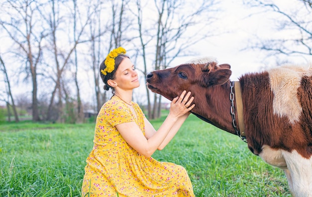 A menina beija a vaca Amor aos animais