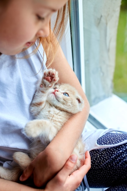 A menina criança brinca com um gatinho brincalhão britânico em casa perto da janela.