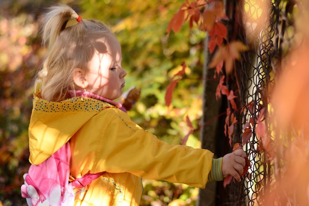 A menina criança com uma jaqueta amarela examina as folhas vermelhas de outono nas sombras da cerca no rosto