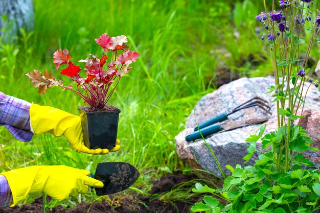 A menina está empenhada em plantar flores no jardim