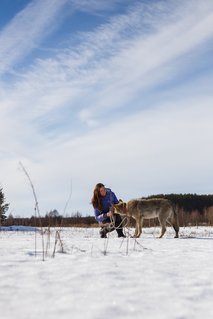 A menina está empenhada em treinar um lobo cinzento em um campo nevado e ensolarado.