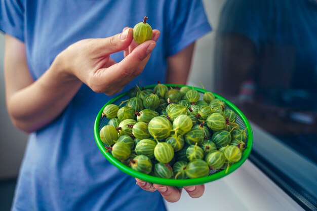 A menina está segurando uma peneira nas mãos com groselhas verdes lavadas. Closeup de fruta groselha verde