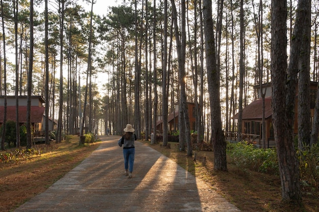 A menina não viu seu rosto andando na floresta de pinheiros