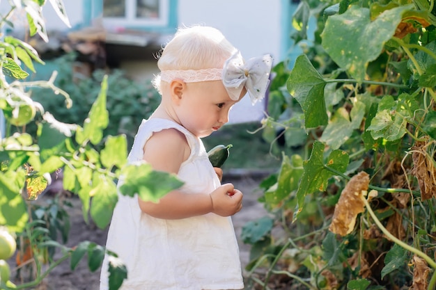 A menina pequena da criança com cabelo branco recolhe a colheita dos pepinos na estufa. folhas murchas amareladas de pepinos. última safra de legumes frescos em camas no verão. helthy comer orgânico para criança