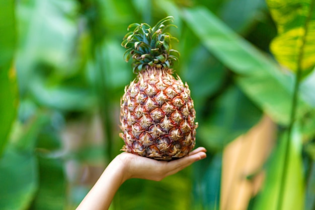 A menina prende a fruta madura do abacaxi em uma natureza verde da selva. Férias de luxo nos trópicos