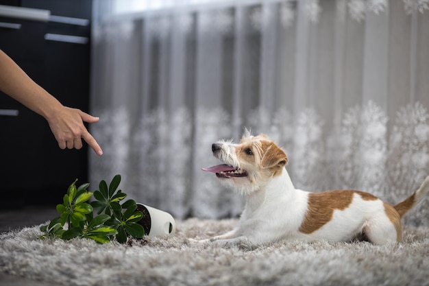 A menina pune o cachorro com um gesto de mão Jack Russell Terrier virou o vaso de plantas no tapete Bagunça na casa