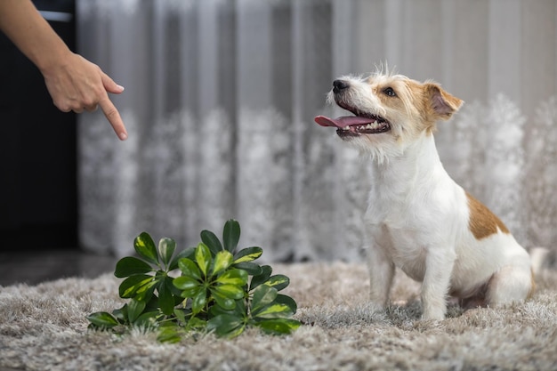 A menina pune o cachorro com um gesto de mão Jack Russell Terrier virou o vaso de plantas no tapete Bagunça na casa