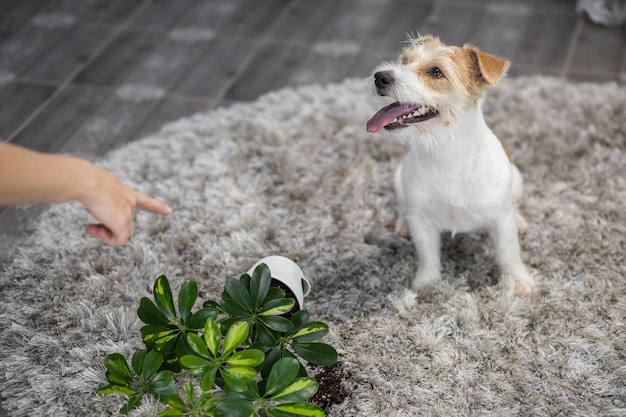 A menina pune o cachorro com um gesto de mão Jack Russell Terrier virou o vaso de plantas no tapete Bagunça na casa