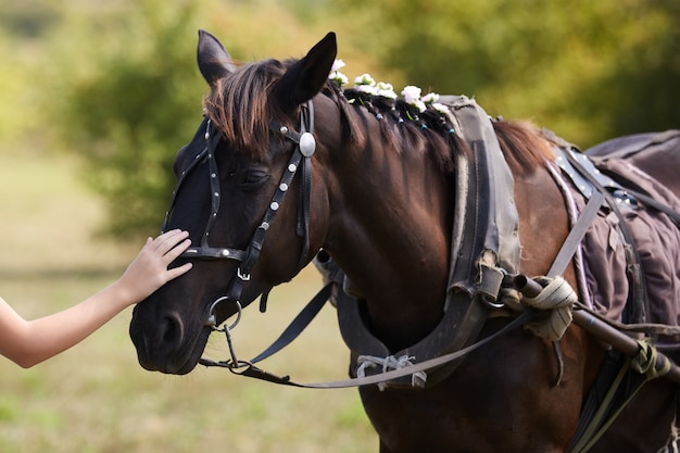 A menina toca suavemente com a mão a cabeça de um cavalo castanho